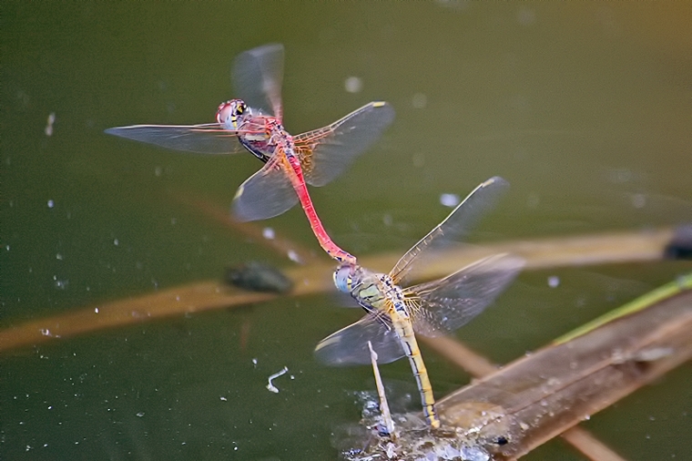 Sympetrum  fonscolombii  (tandem in deposizione)